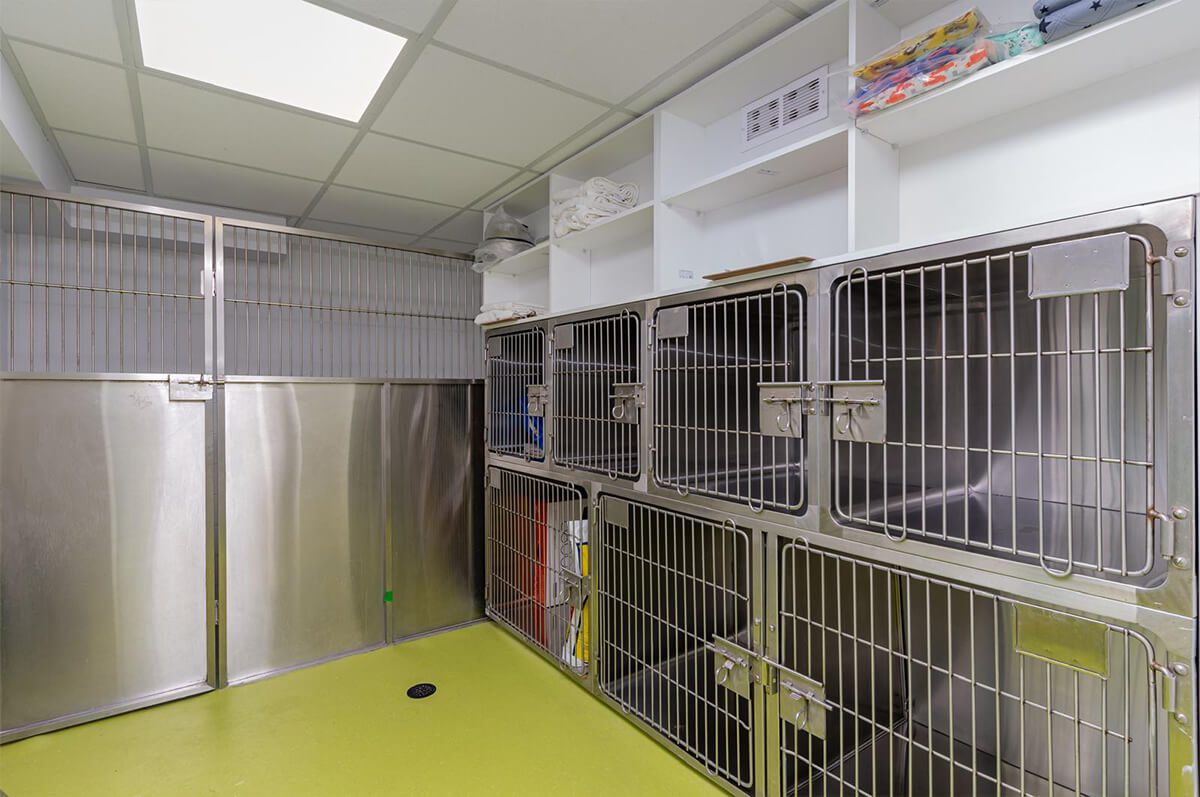 Dog Ward in east york animal clinic