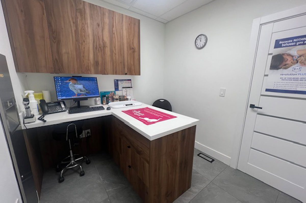 Cat room in east york animal clinic