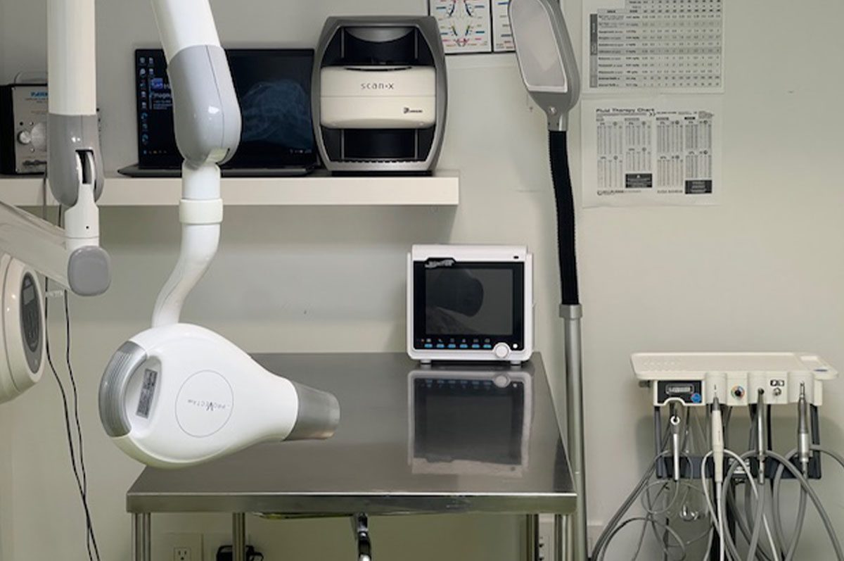 Dental X-ray area in east york animal clinic