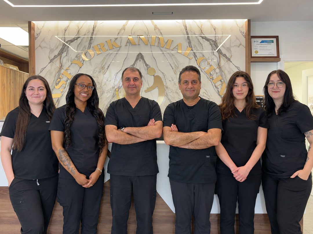 team of veterinarians standing together
