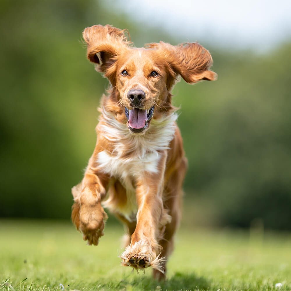 happy large brown dog runs through grass