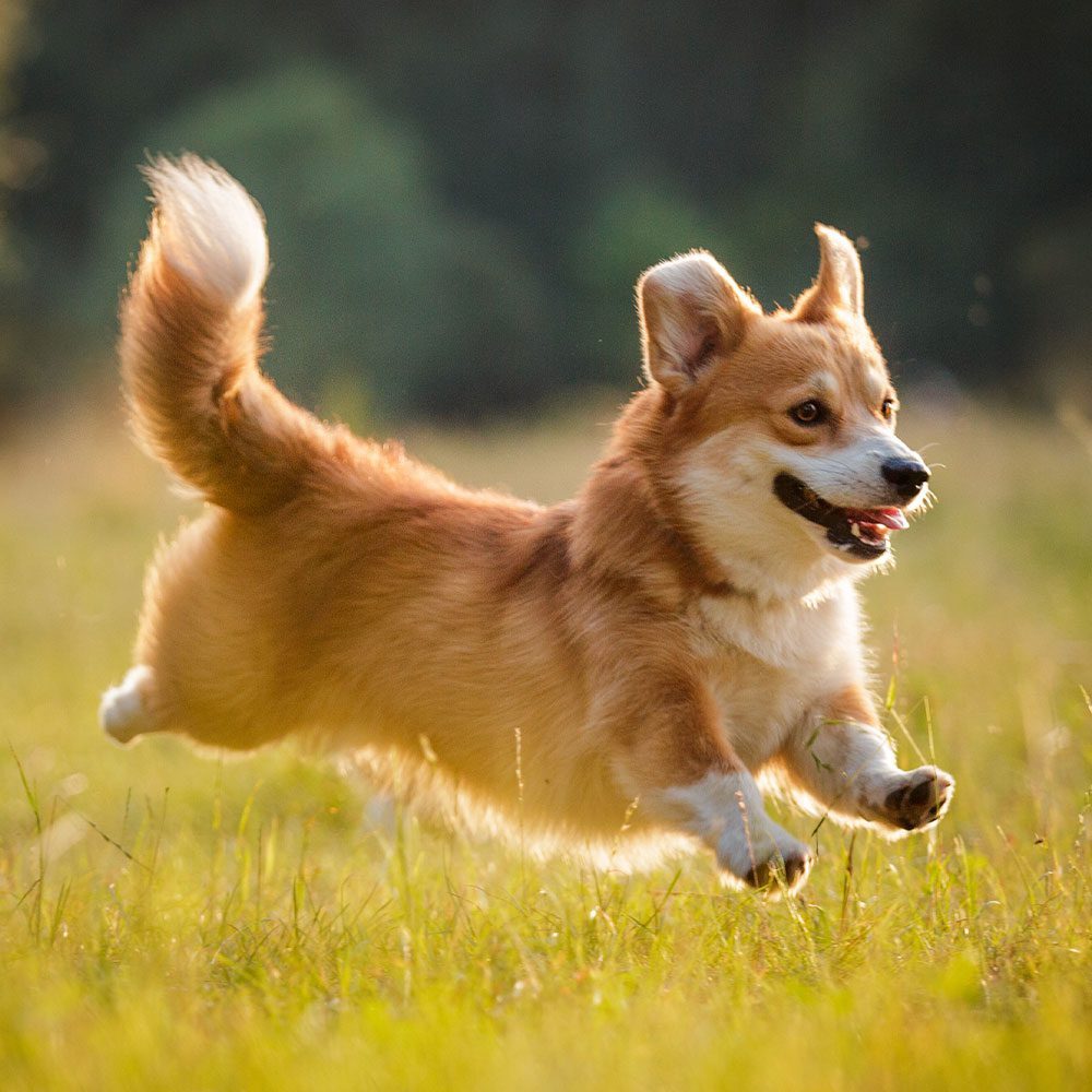 happy welsh pembroke corgi running outside in grass
