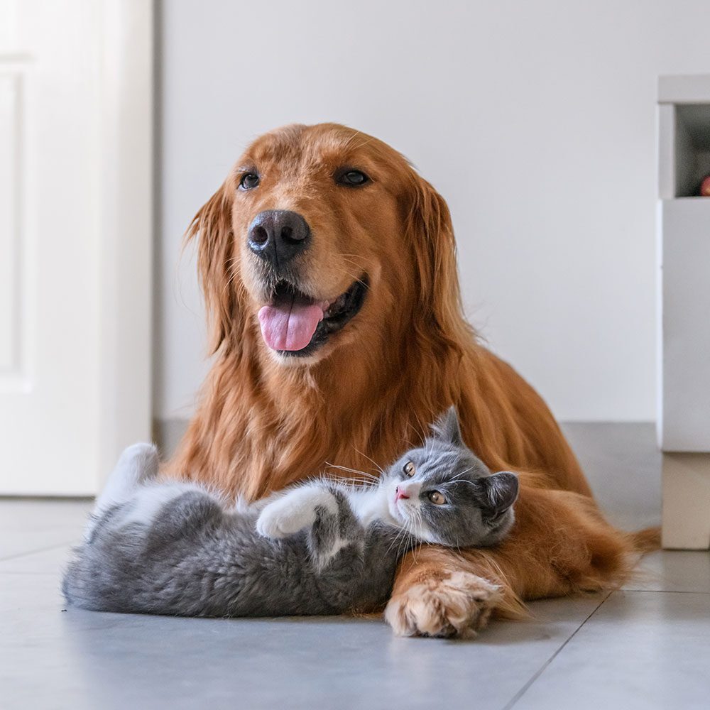 golden retriever and grey and white kitten lying together indoors