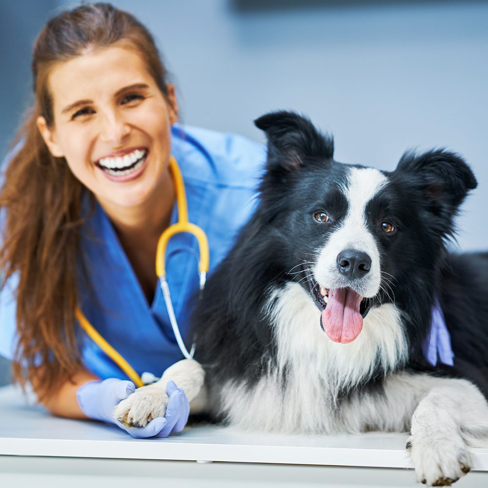 female veterinarian smiling while petting border collie