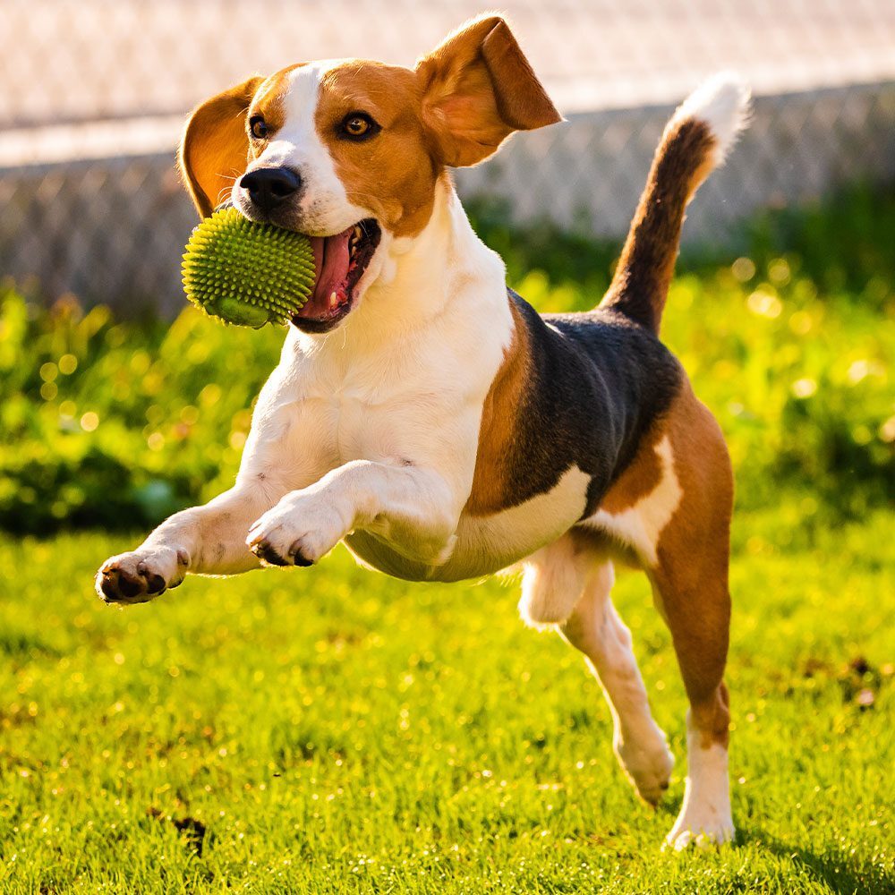 small happy dog playing with plastic green ball outdoors