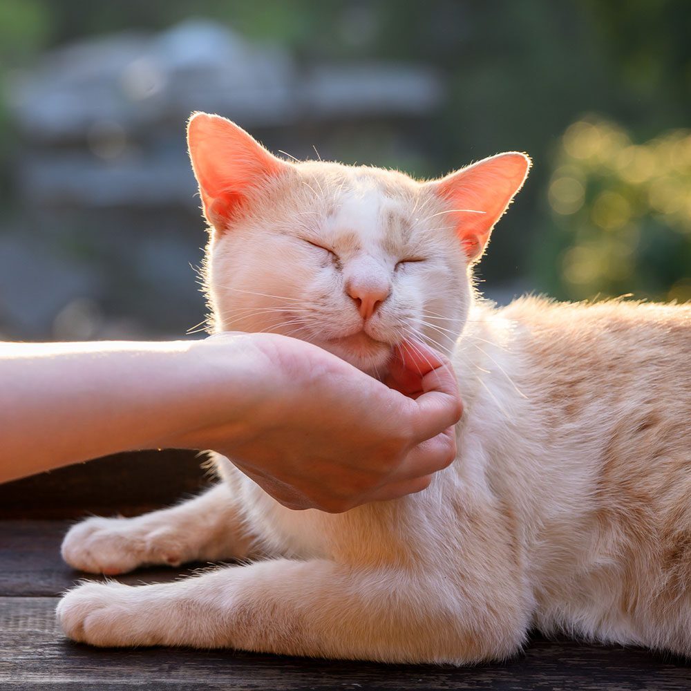 person petting happy orange and white cat outdoors