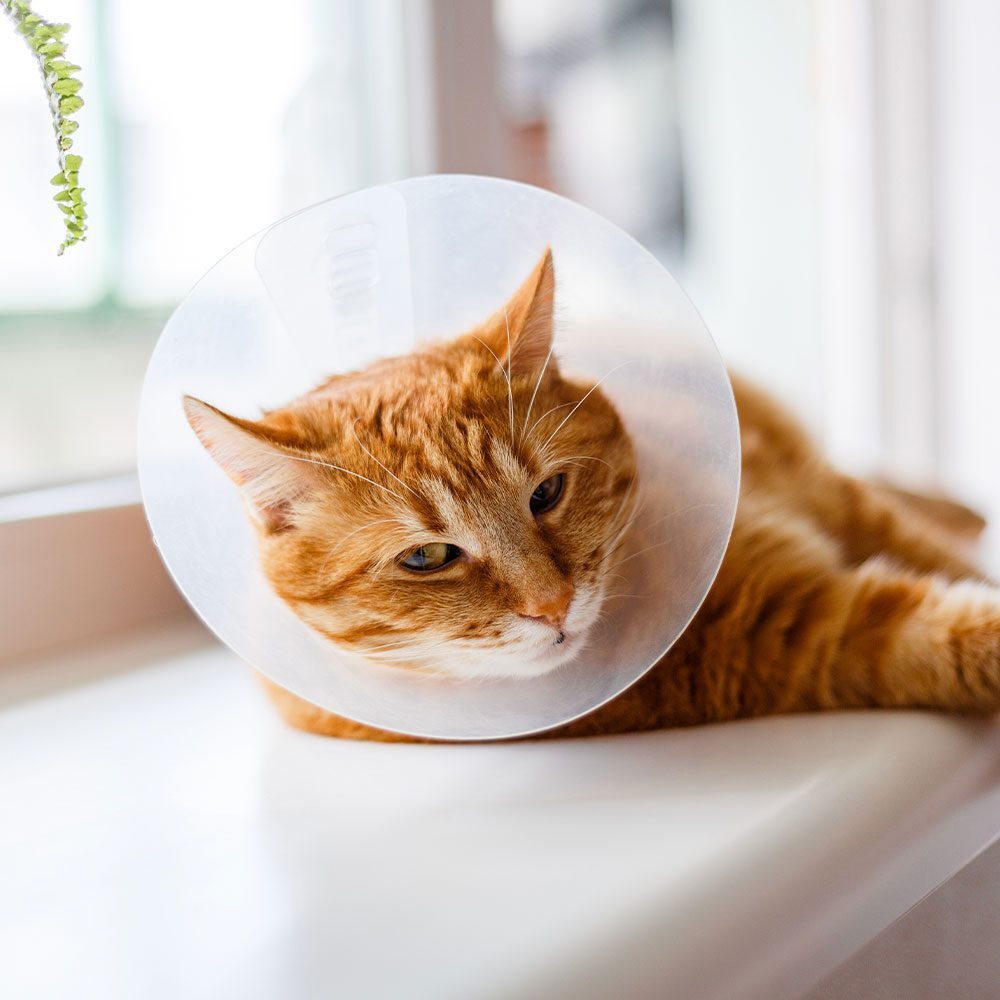 orange tabby cat wearing plastic cone lying on windowsill indoors
